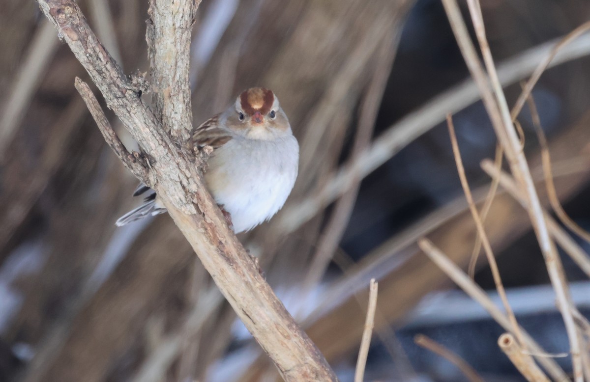 White-crowned Sparrow - ML646123576