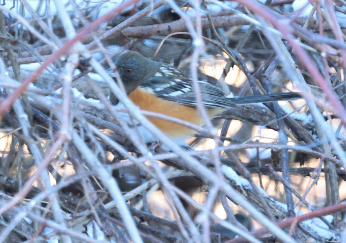 Spotted Towhee - ML646123579