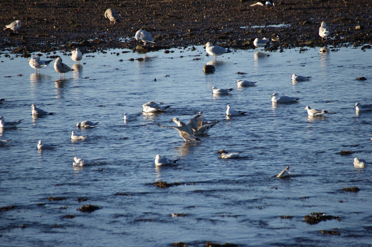 カモメ - ML646123586