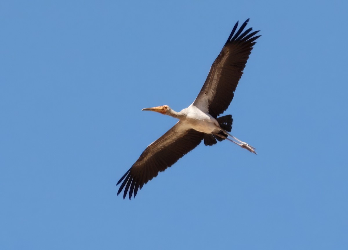 Yellow-billed Stork - ML646123587