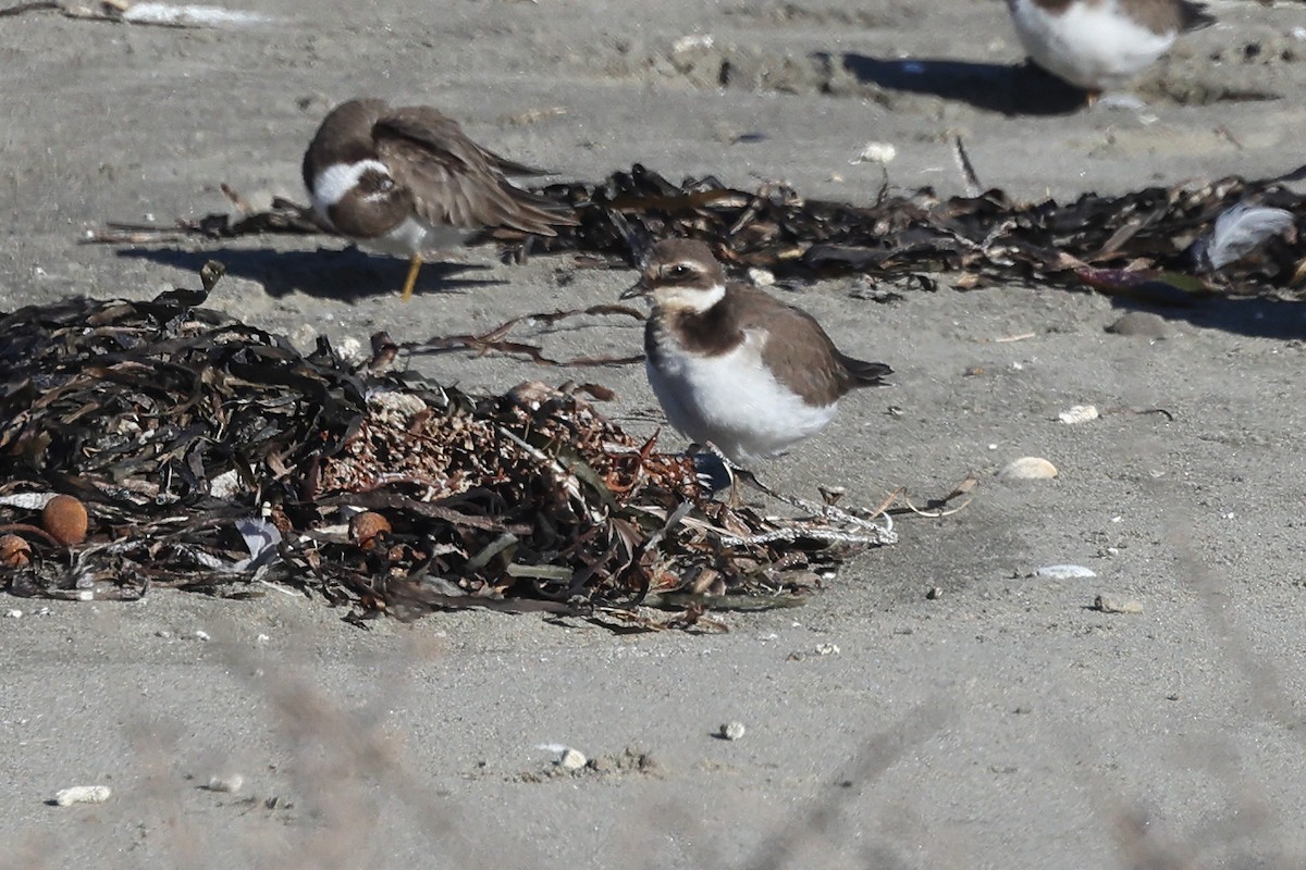 環頸鴴 - ML646123588