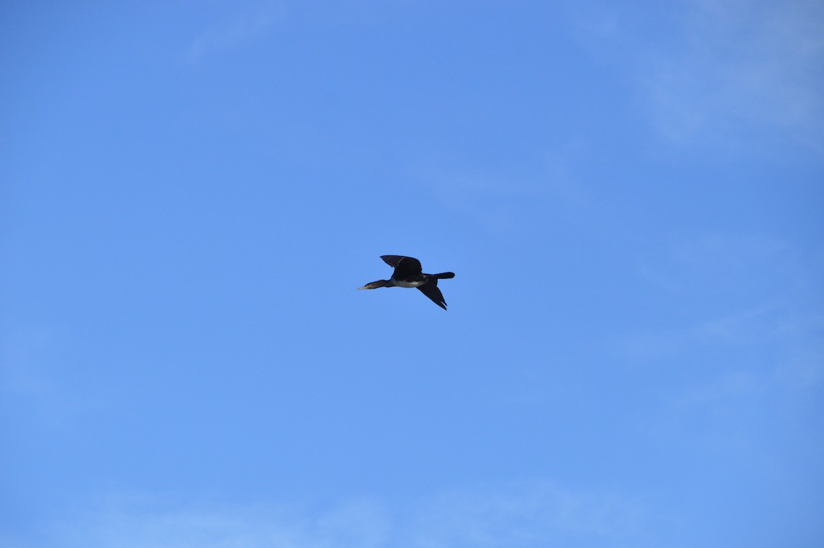 kormorán velký - ML646123590