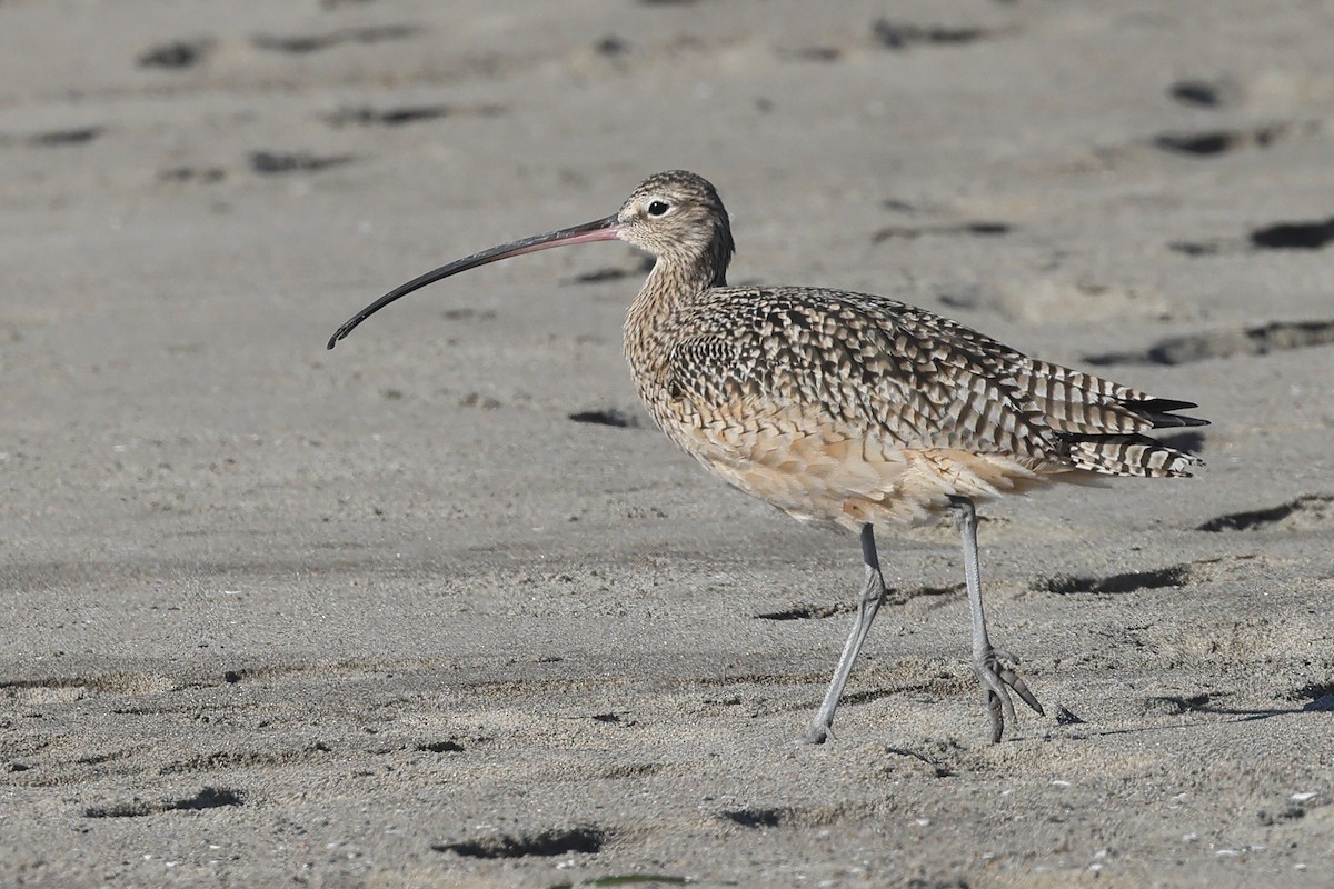 Long-billed Curlew - ML646123595