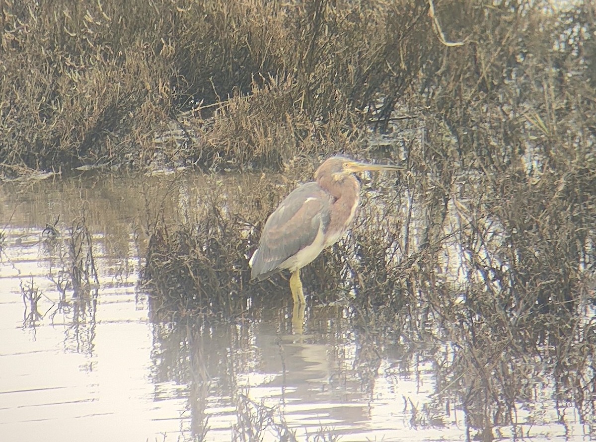 Tricolored Heron - ML646123598