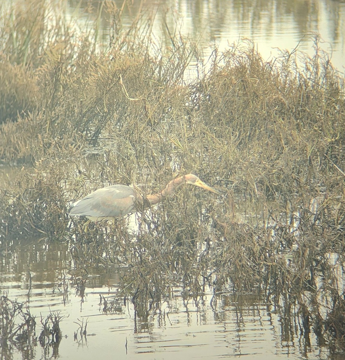 Tricolored Heron - ML646123599