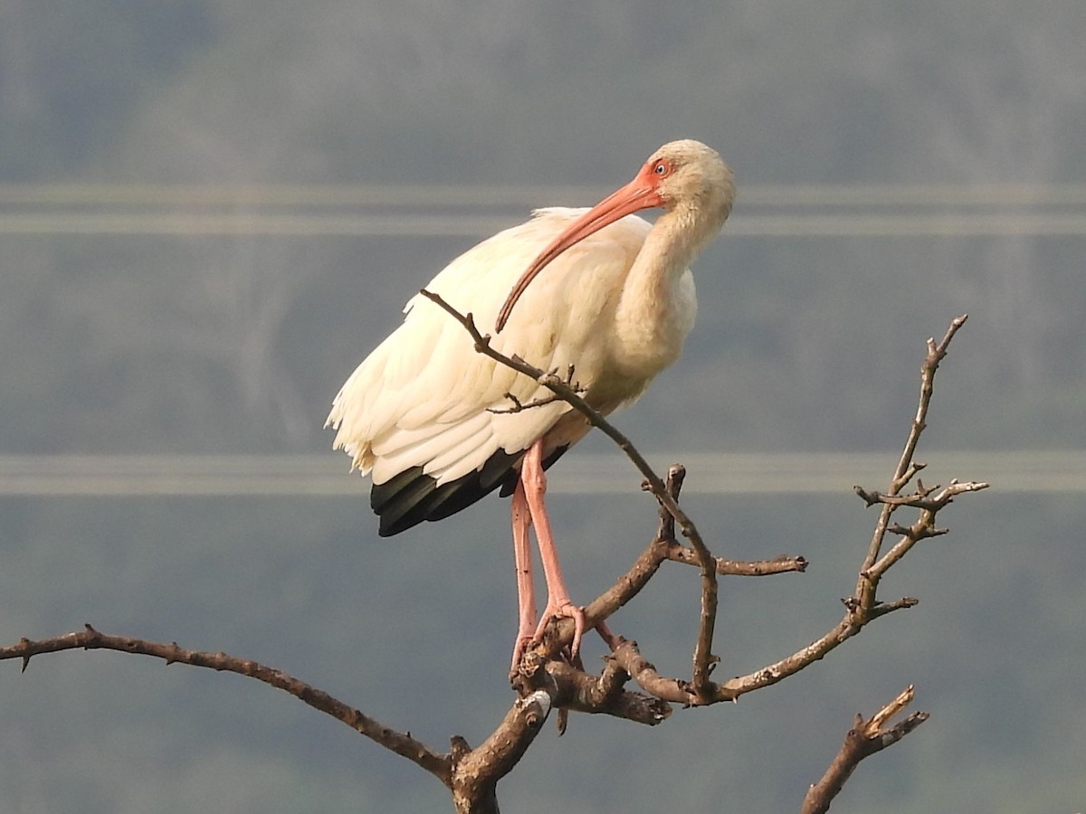 White Ibis - ML646123601