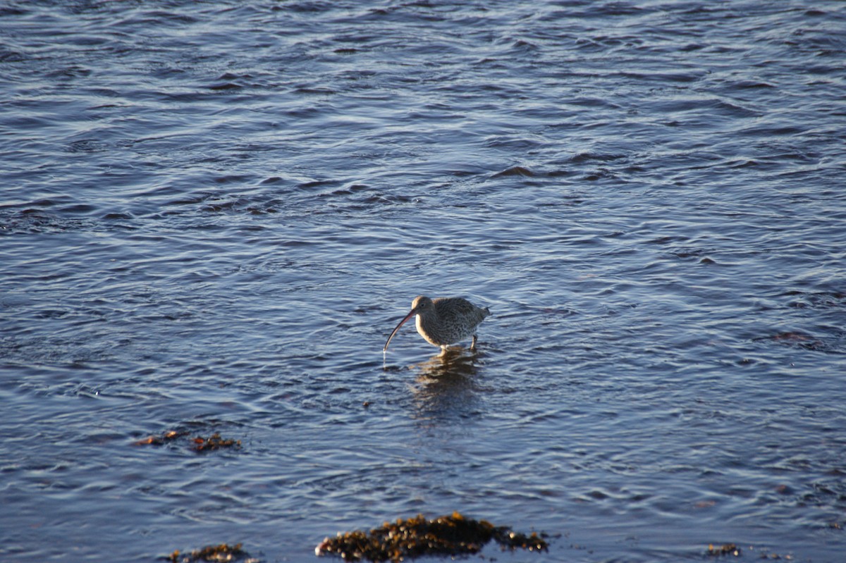 ダイシャクシギ - ML646123603