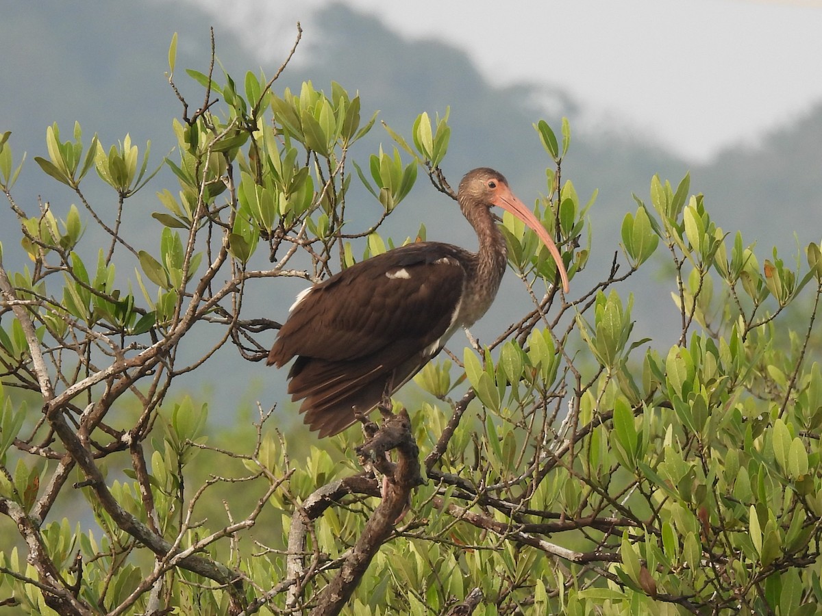 White Ibis - ML646123605
