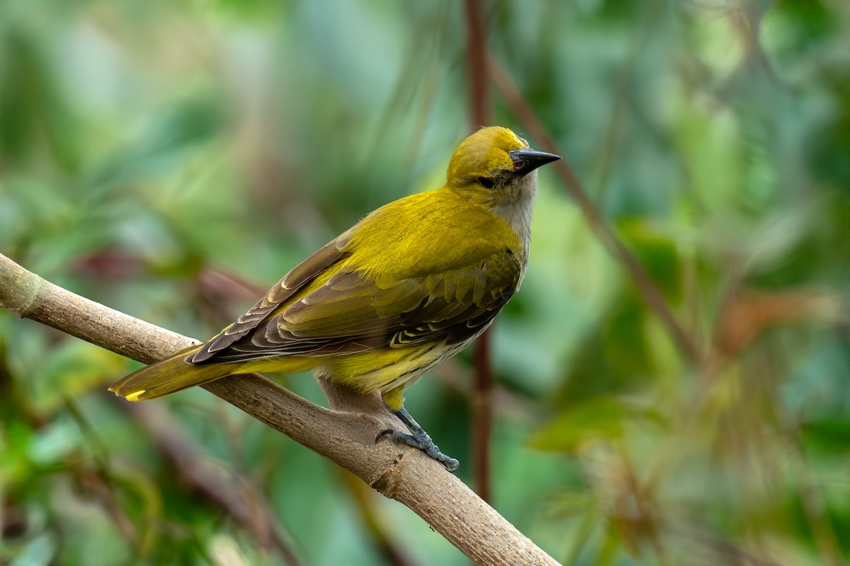Indian Golden Oriole - ML646123607