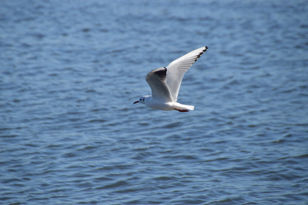 racek chechtavý - ML646123612