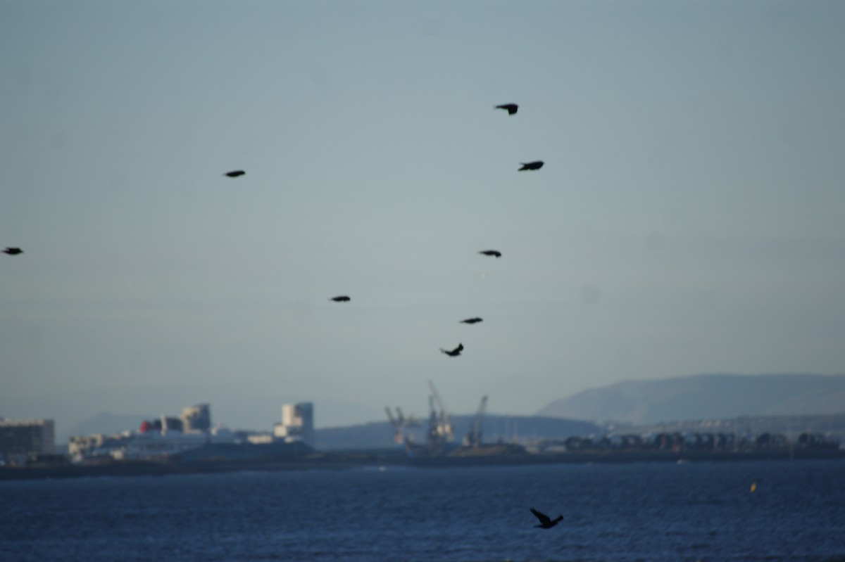 ニシコクマルガラス - ML646123616