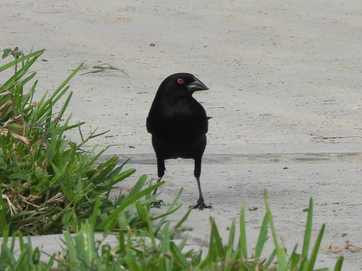 Красноглазый трупиал - ML646123628