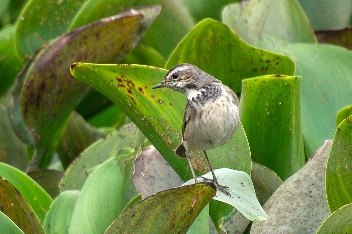 藍喉鴝 - ML646123635