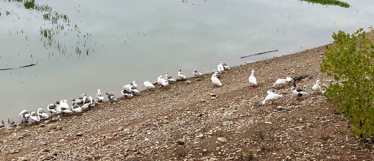 Гуска сіра (свійська) - ML646123637