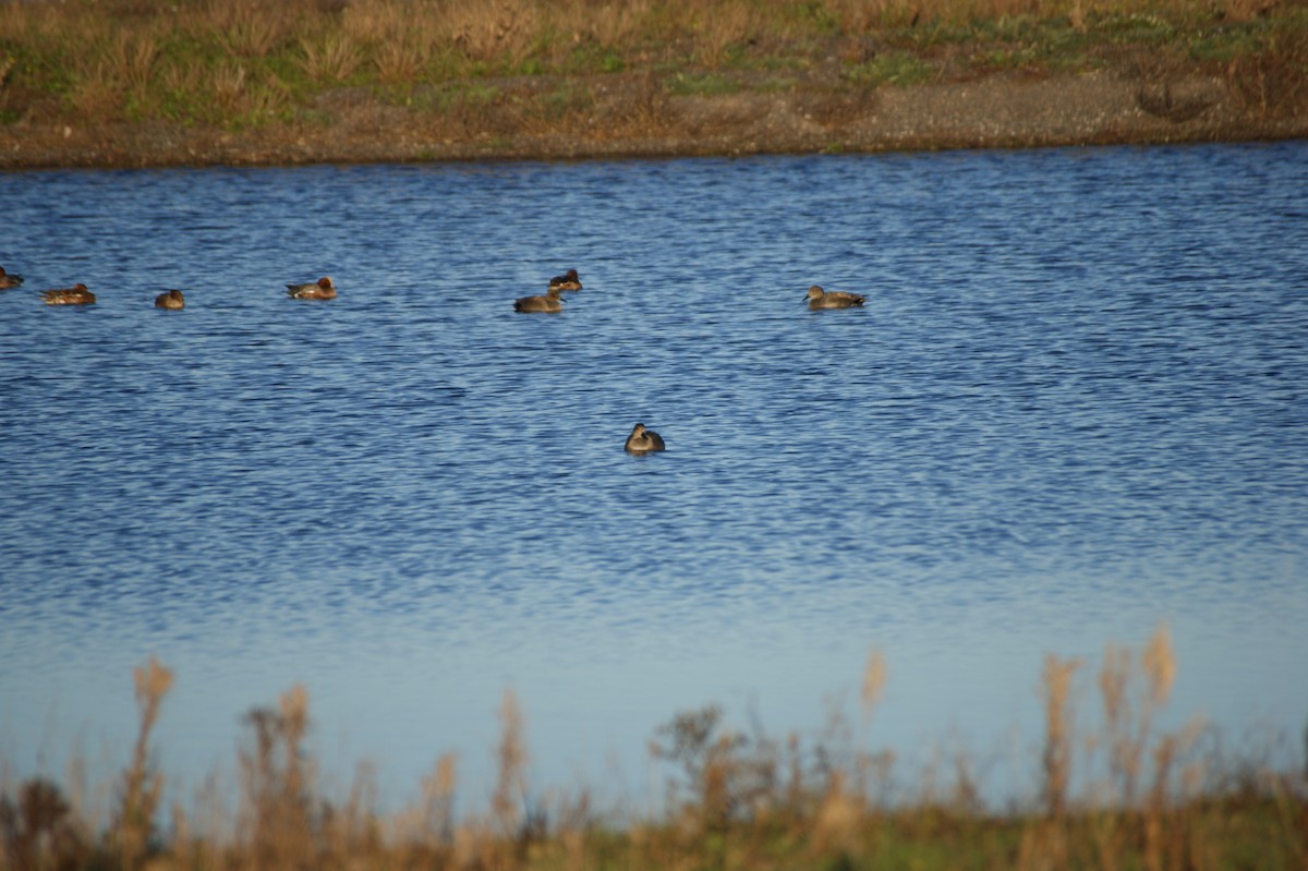 オカヨシガモ - ML646123641