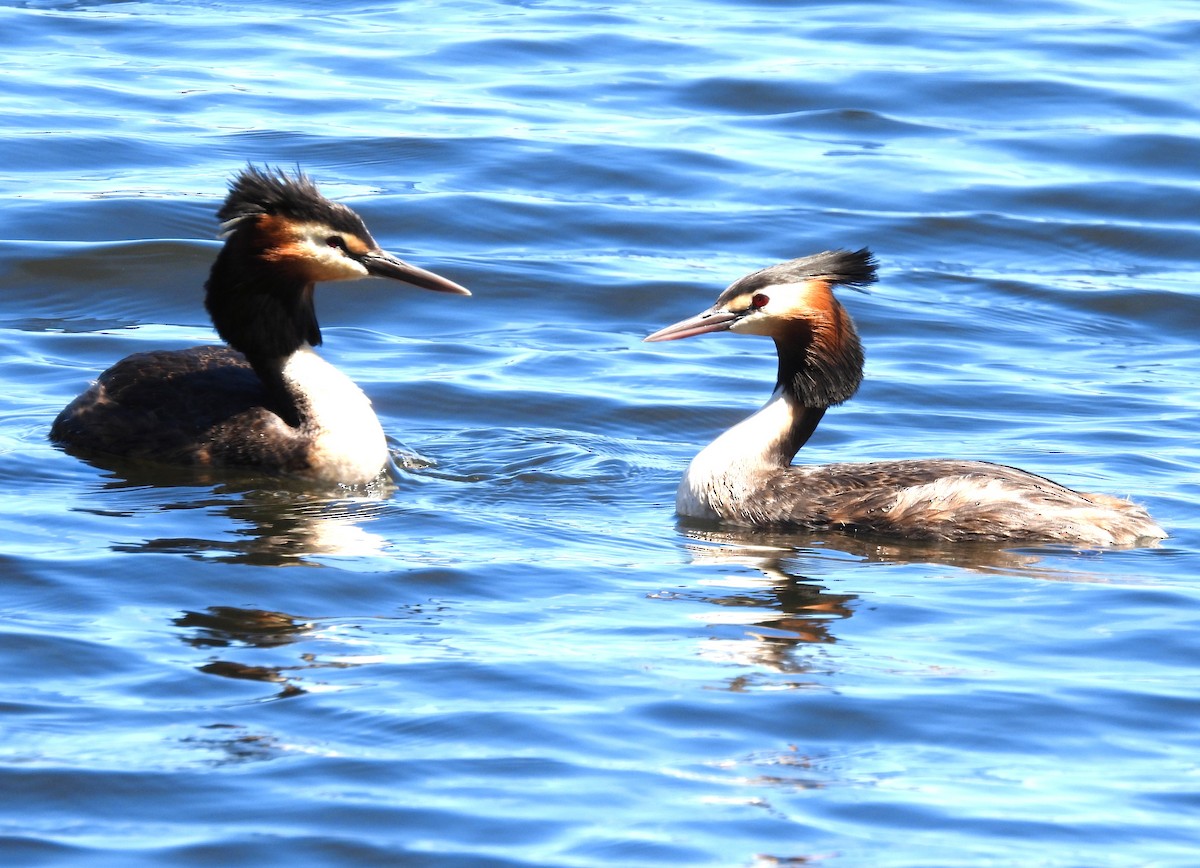 Great Crested Grebe - ML646123651
