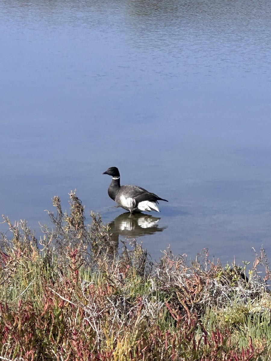 黑雁 - ML646123652