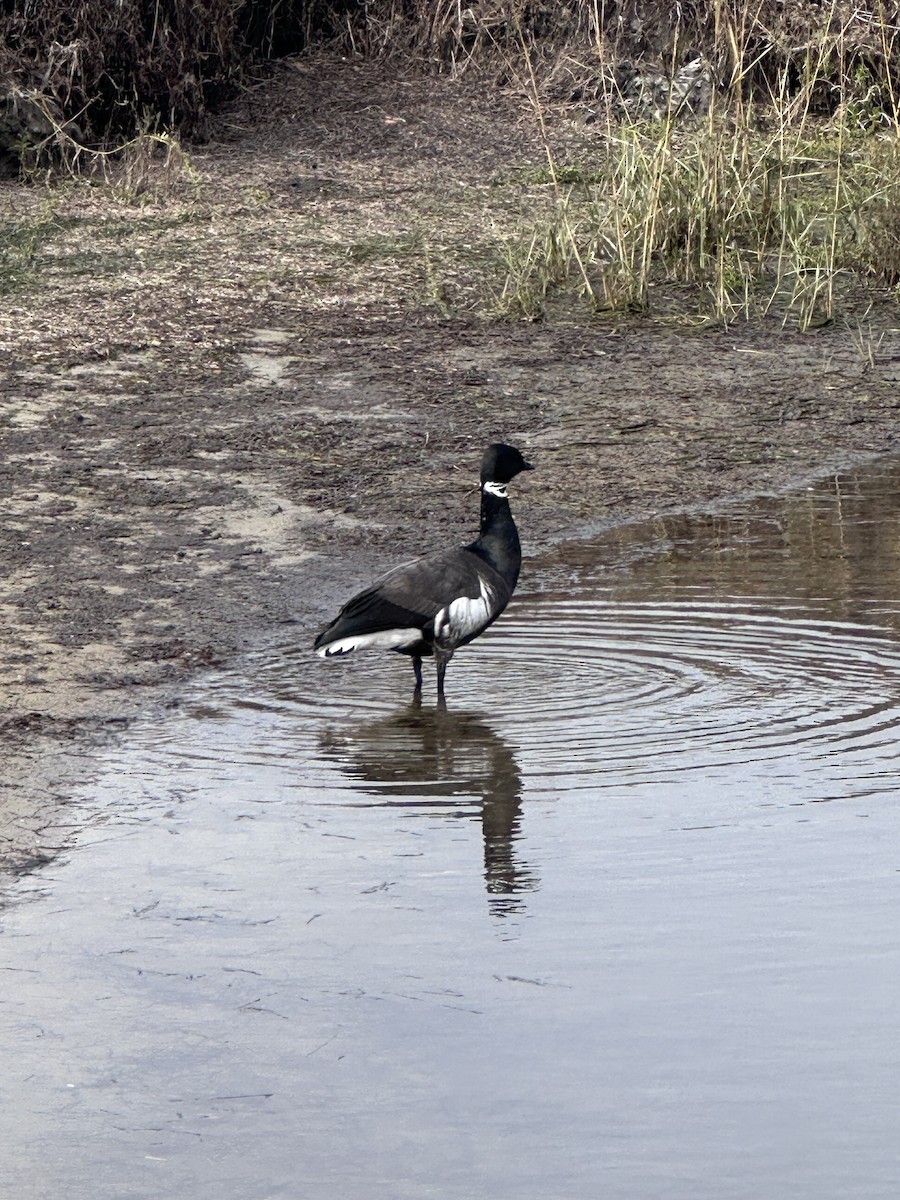 黑雁 - ML646123654