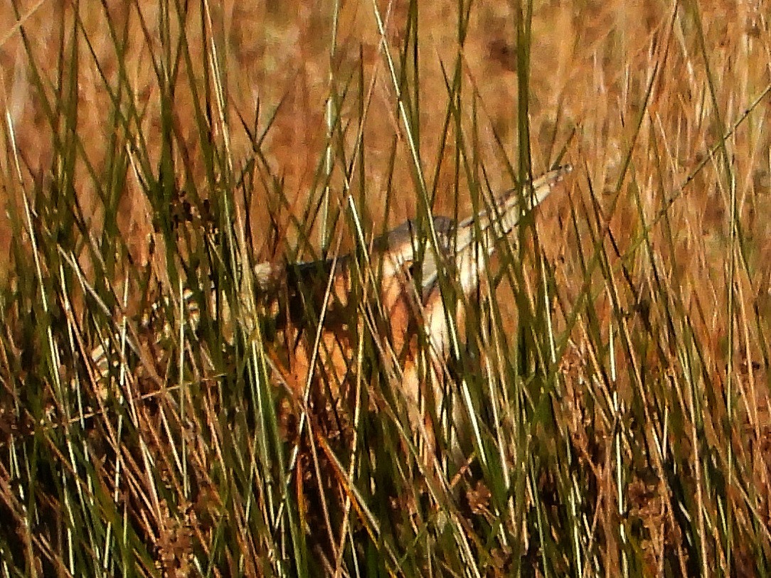Eurasian Bittern - ML646123655