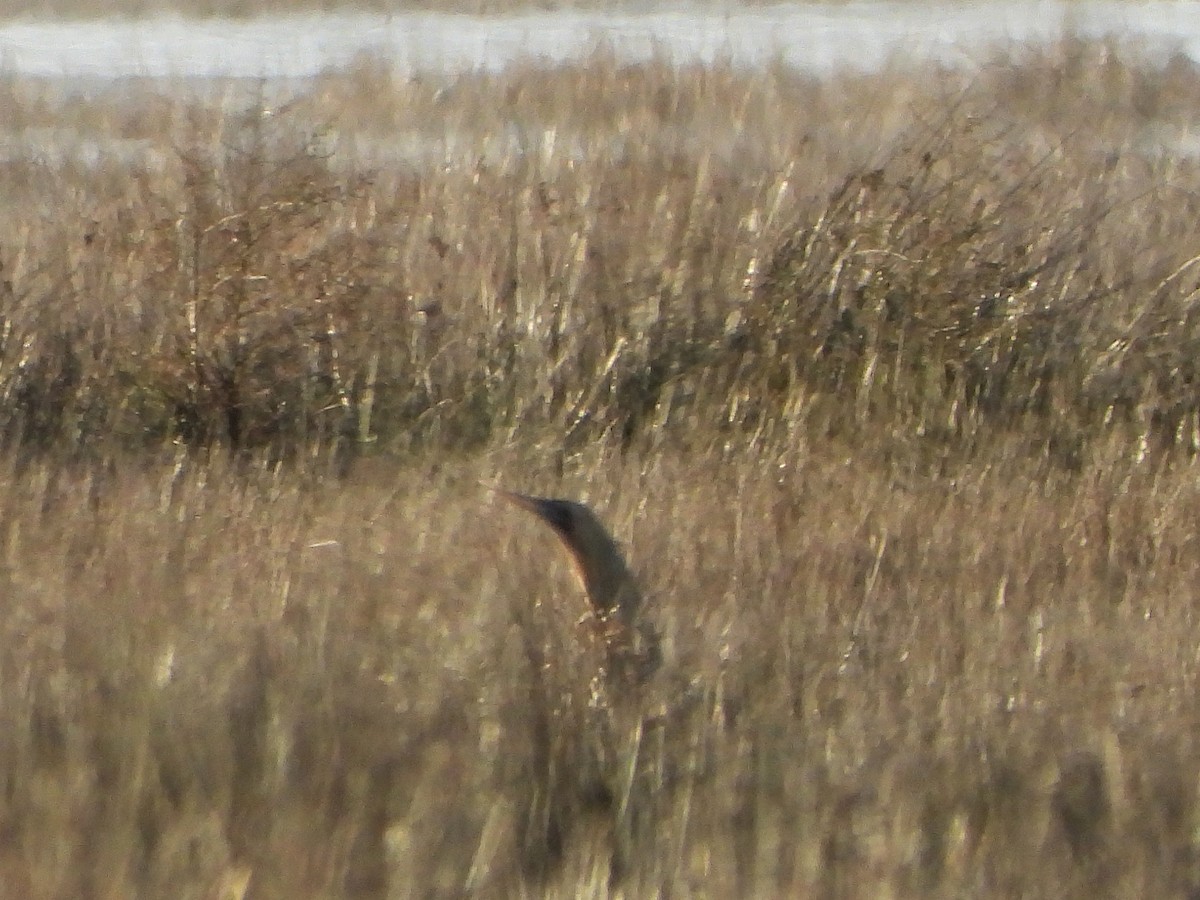 Eurasian Bittern - ML646123656