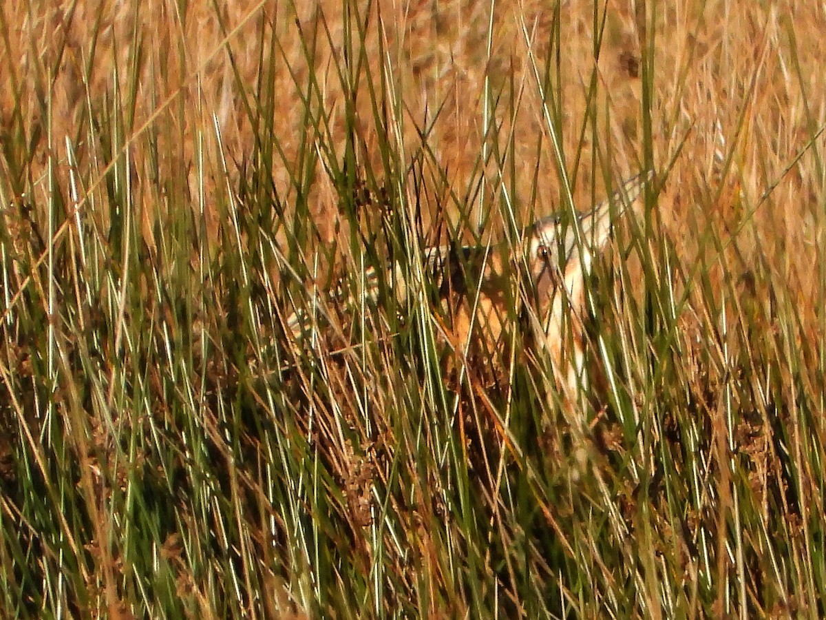 Eurasian Bittern - ML646123657