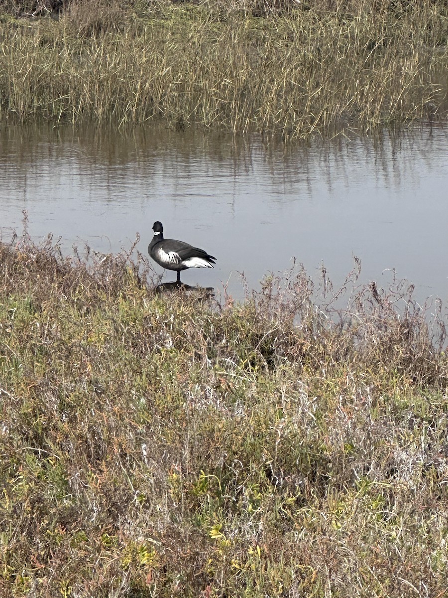 黑雁 - ML646123659