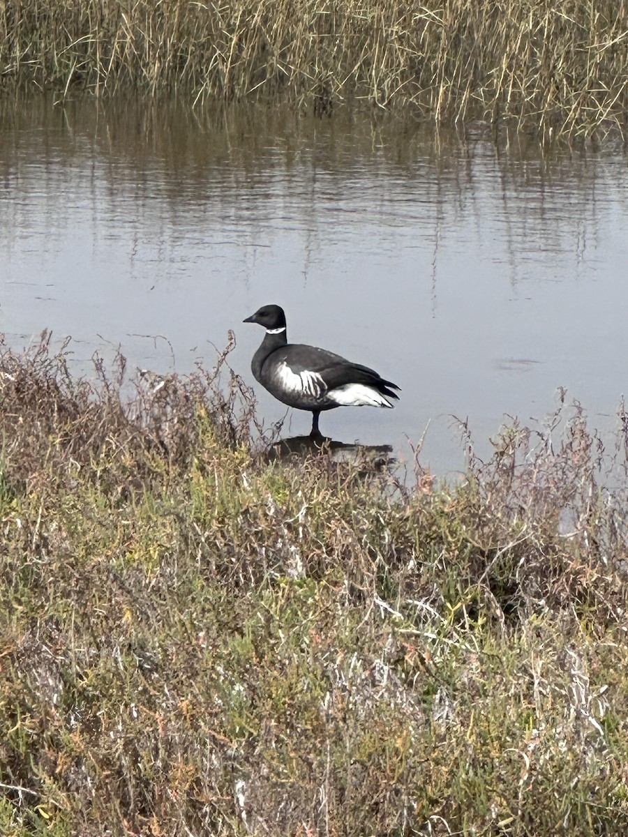 黑雁 - ML646123660