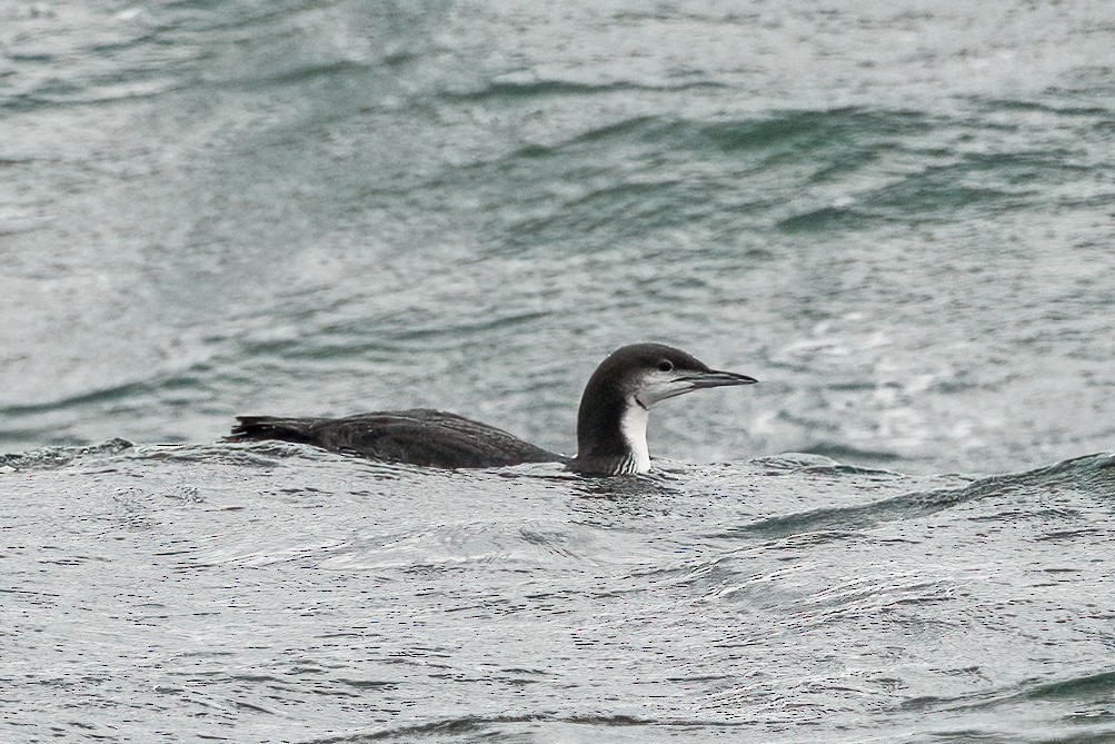 シロエリオオハム - ML646123661