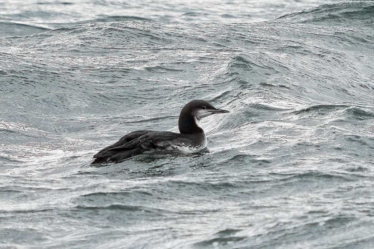 シロエリオオハム - ML646123662