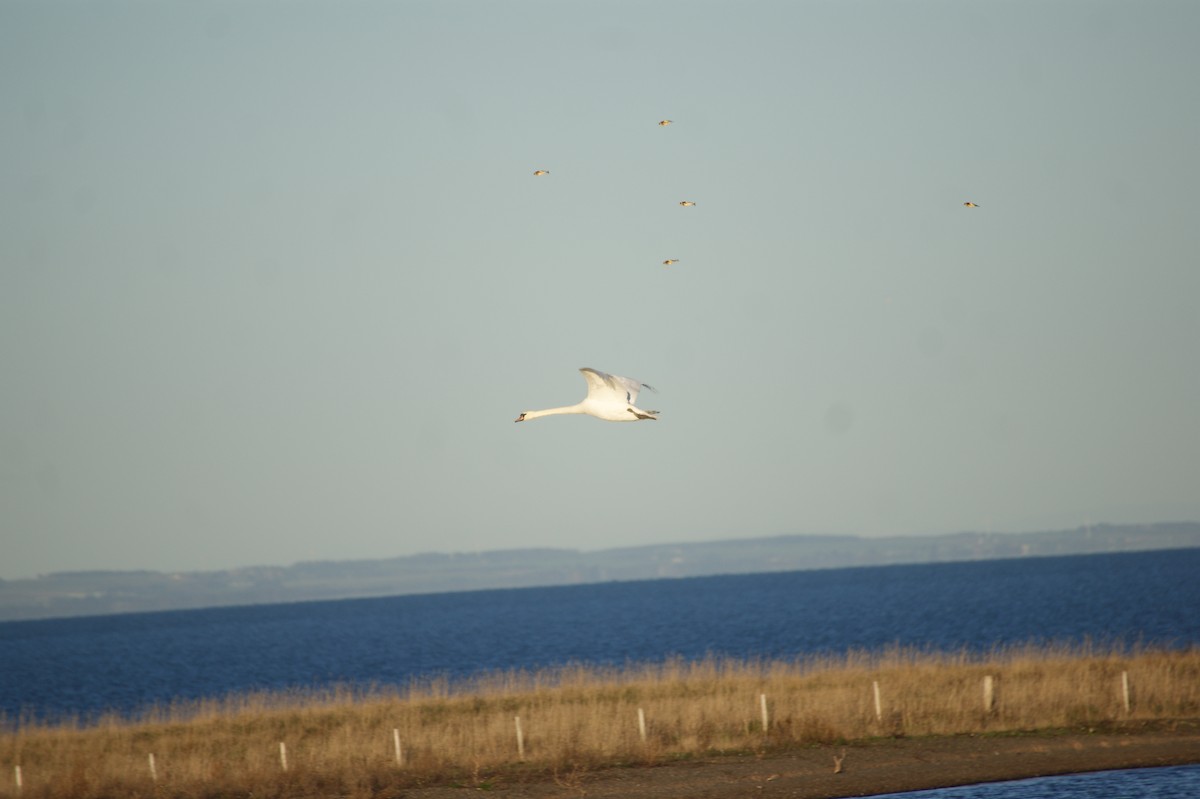 Cygne tuberculé - ML646123665