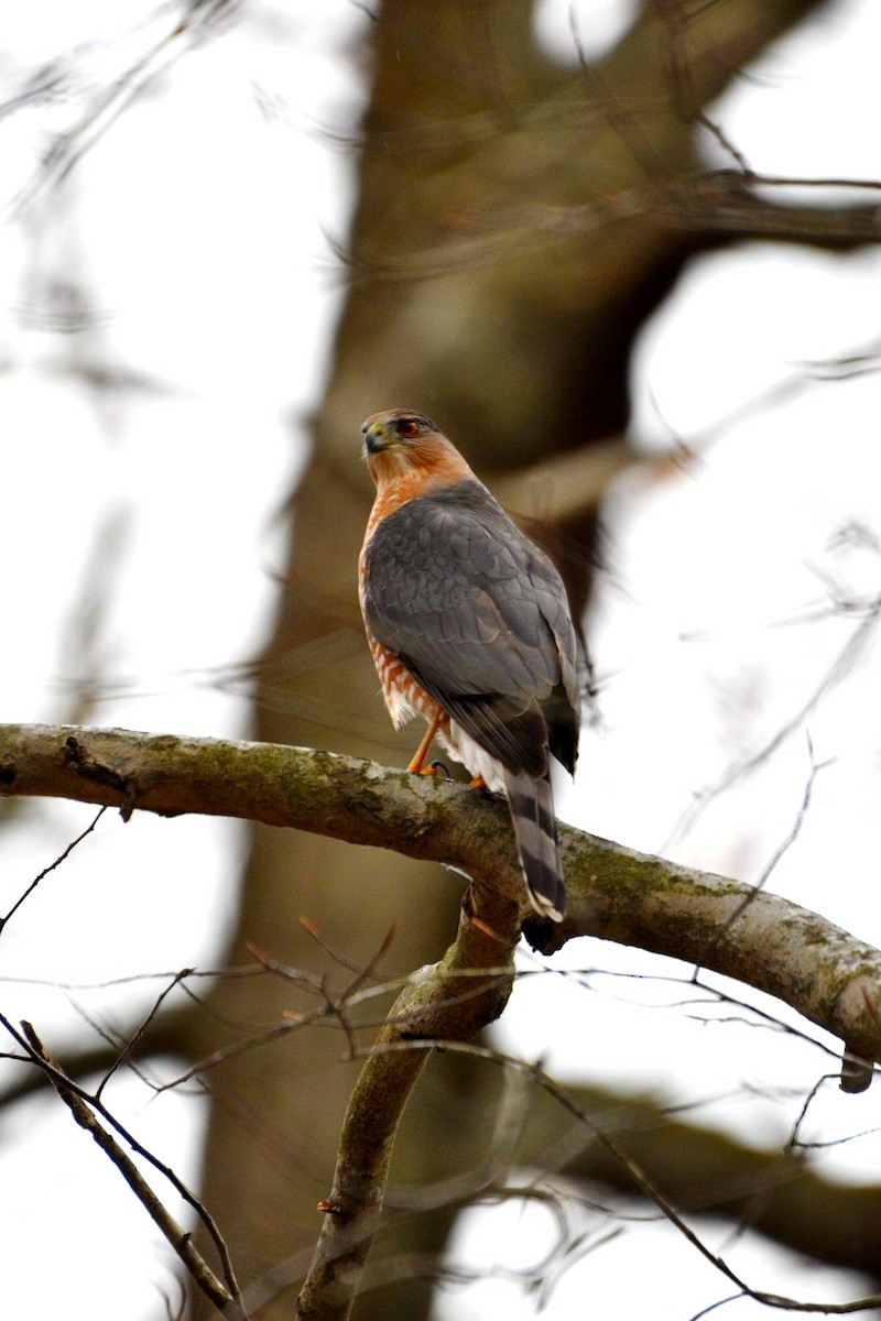 jestřáb americký - ML646123669