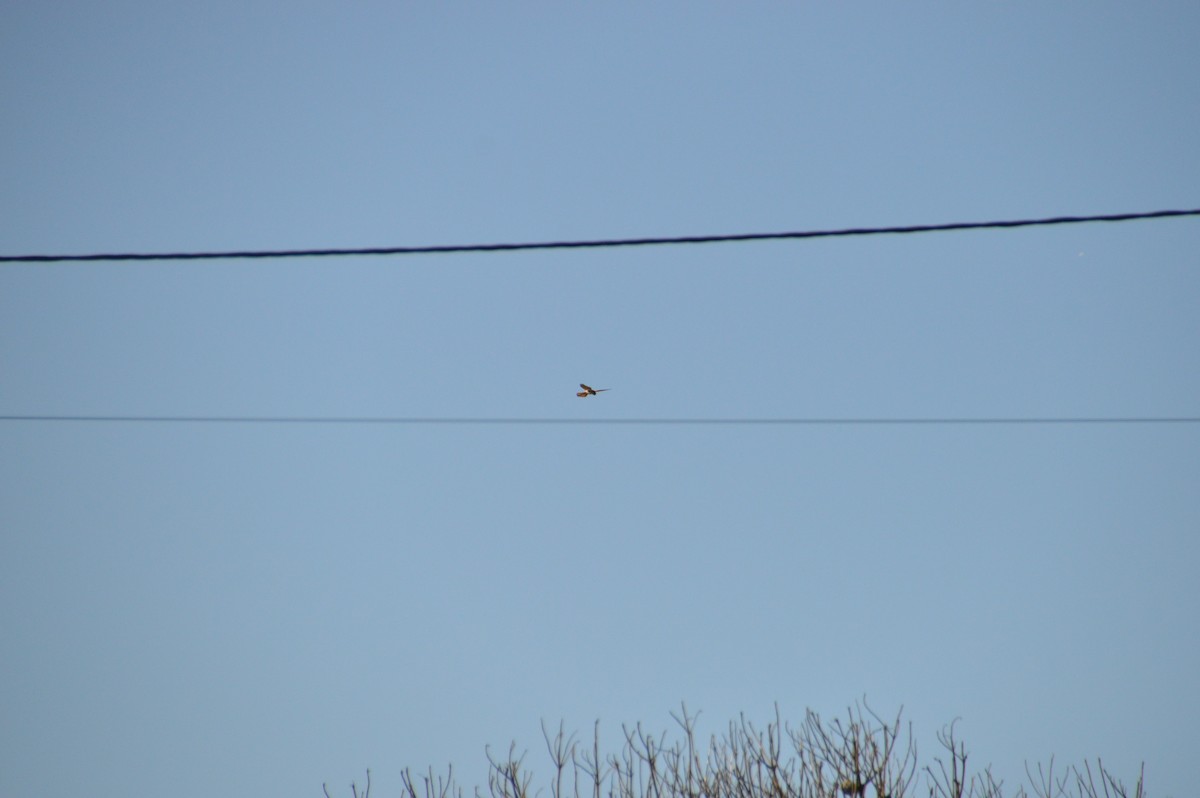 Eurasian Kestrel - ML646123670