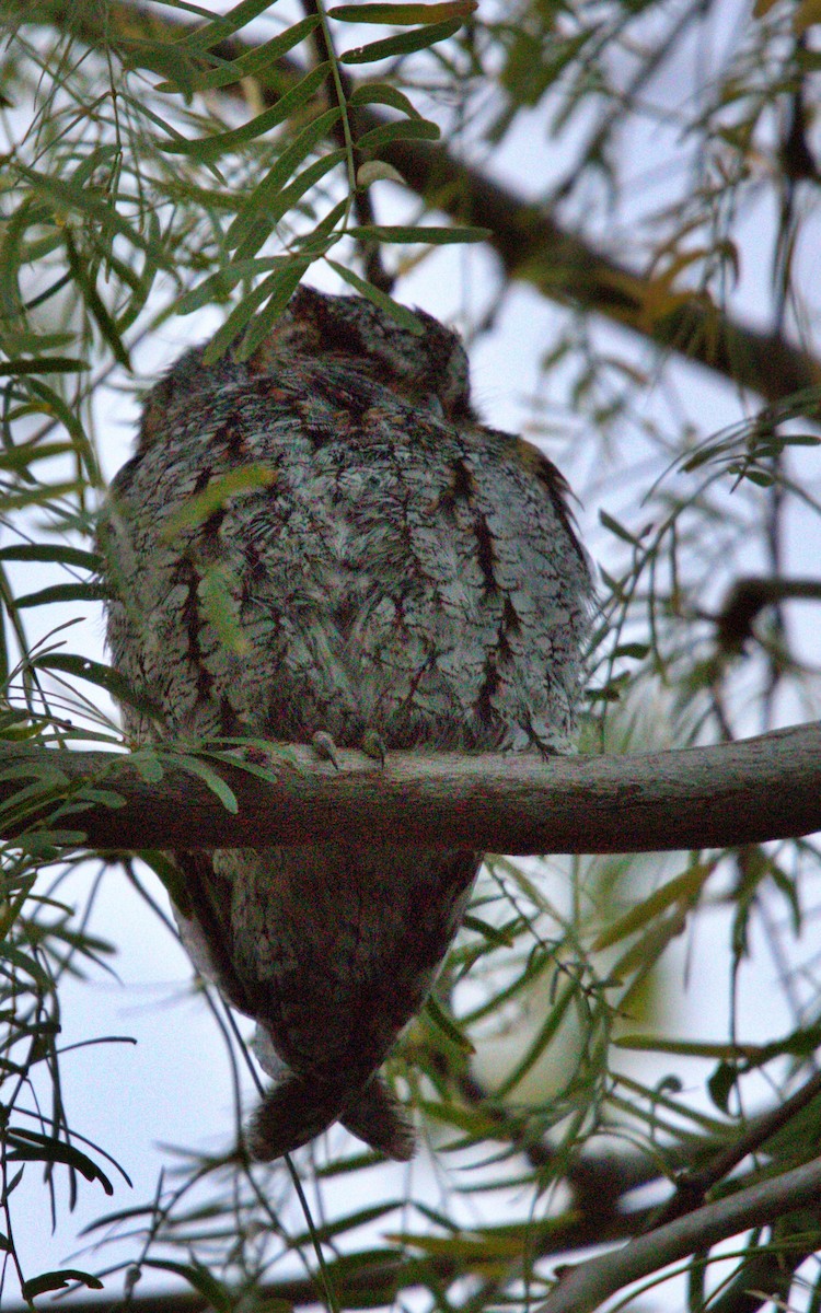 flammeugle - ML646123671