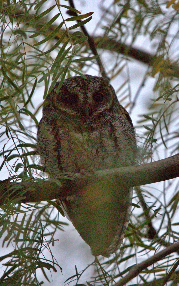 flammeugle - ML646123672