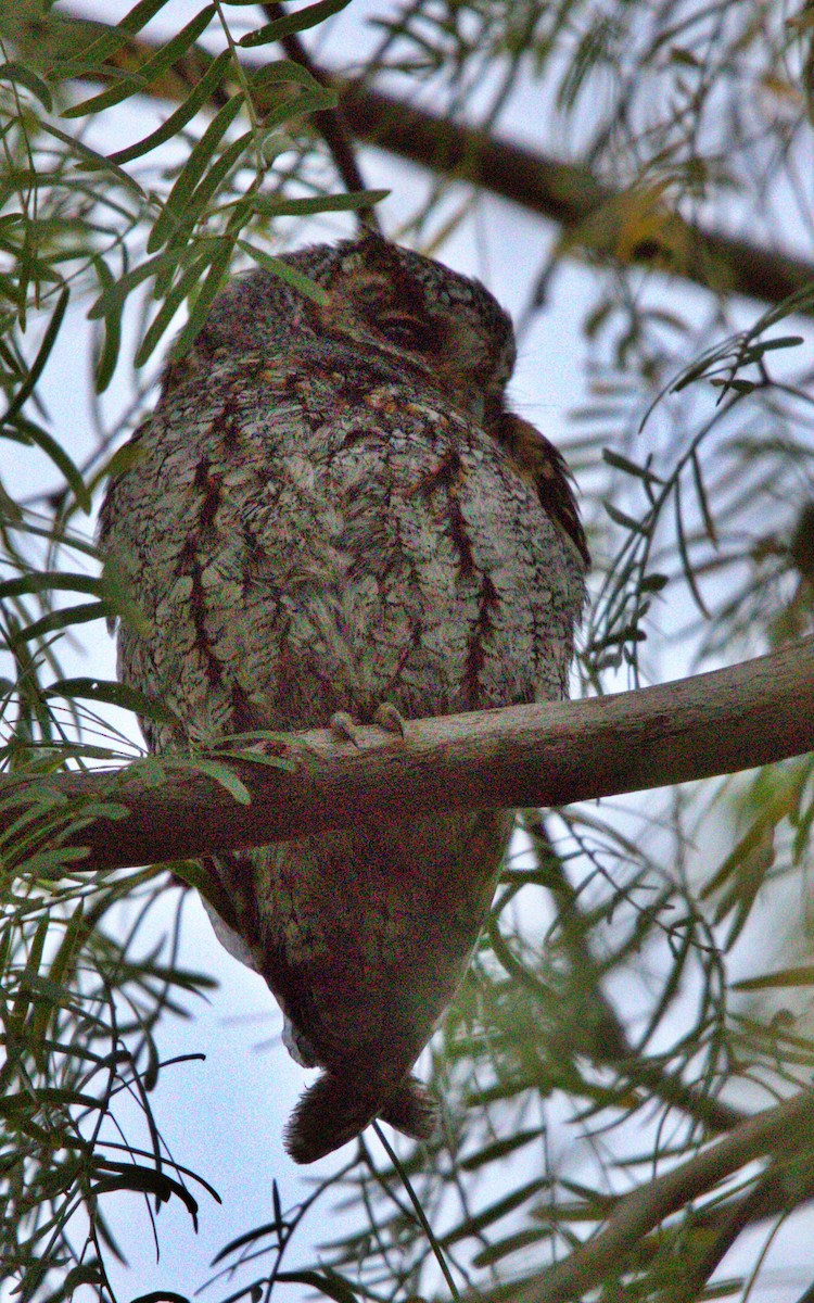 flammeugle - ML646123673