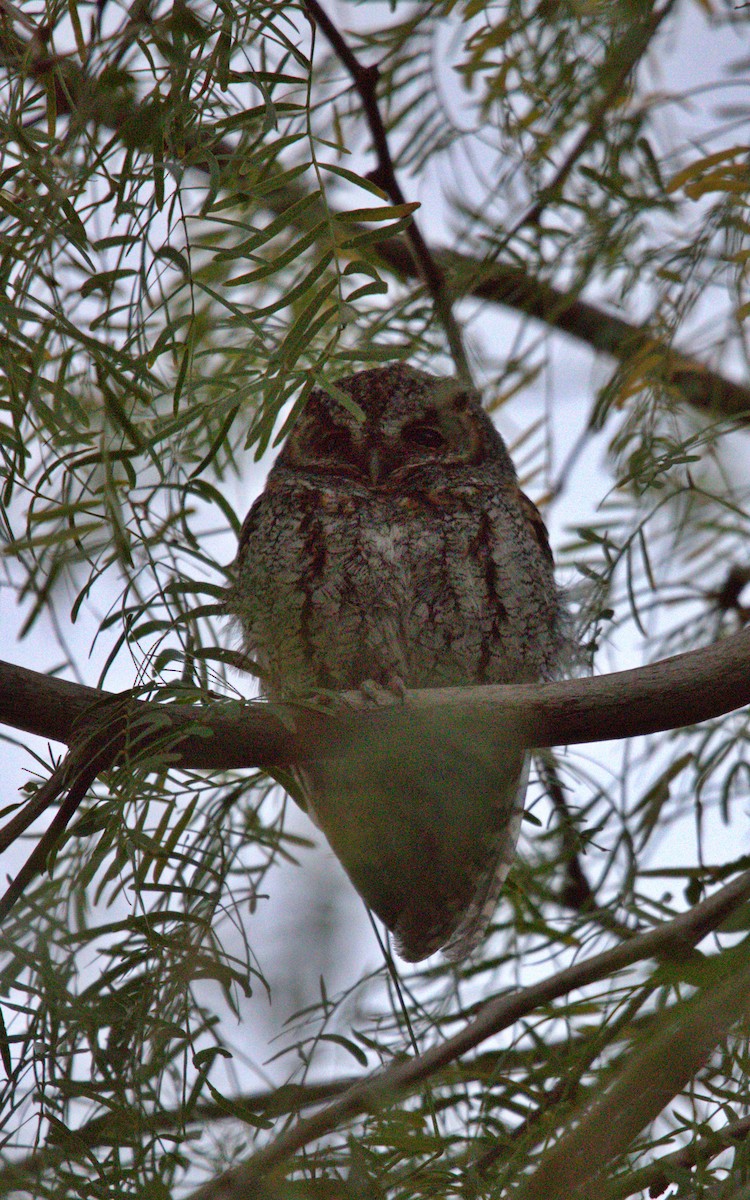 flammeugle - ML646123674