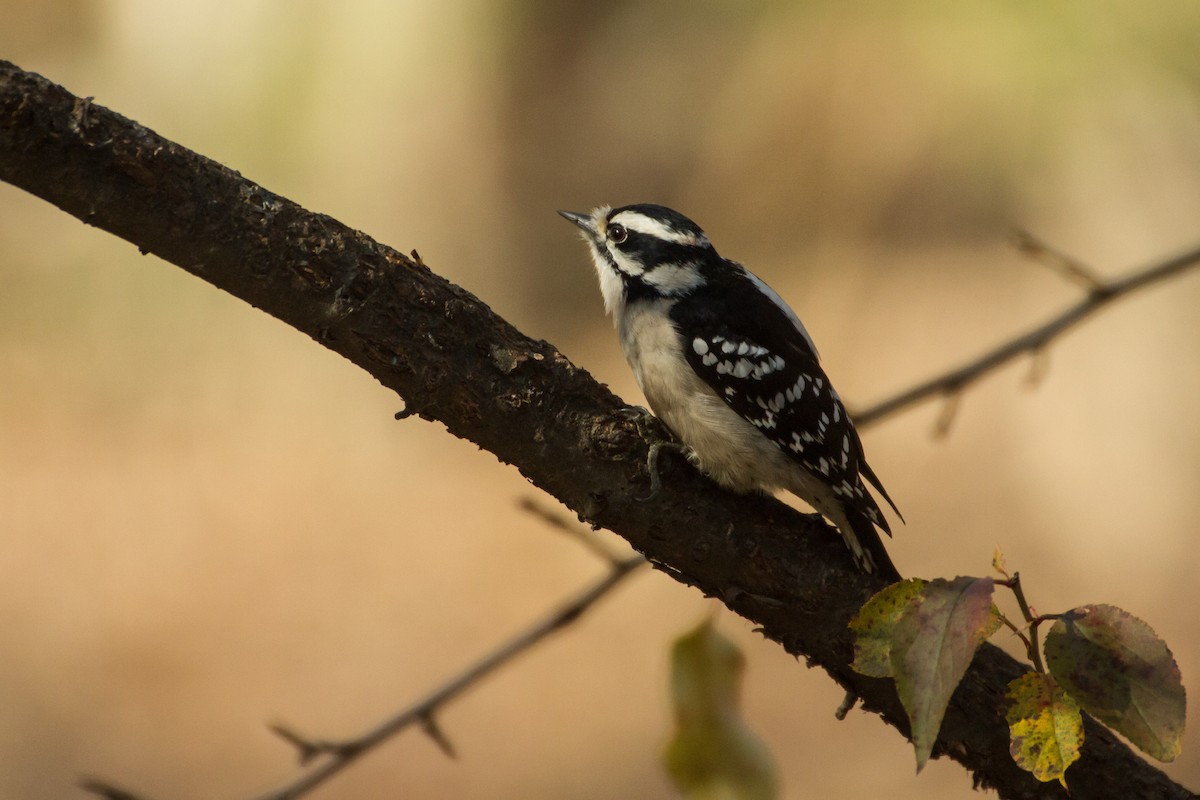 Downy Woodpecker - ML646123676
