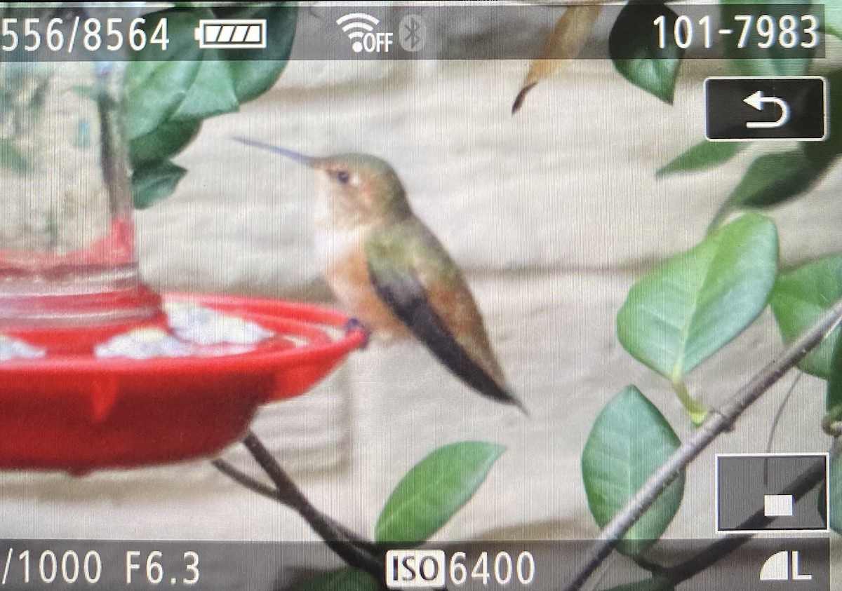 Rufous/Allen's Hummingbird - ML646123677