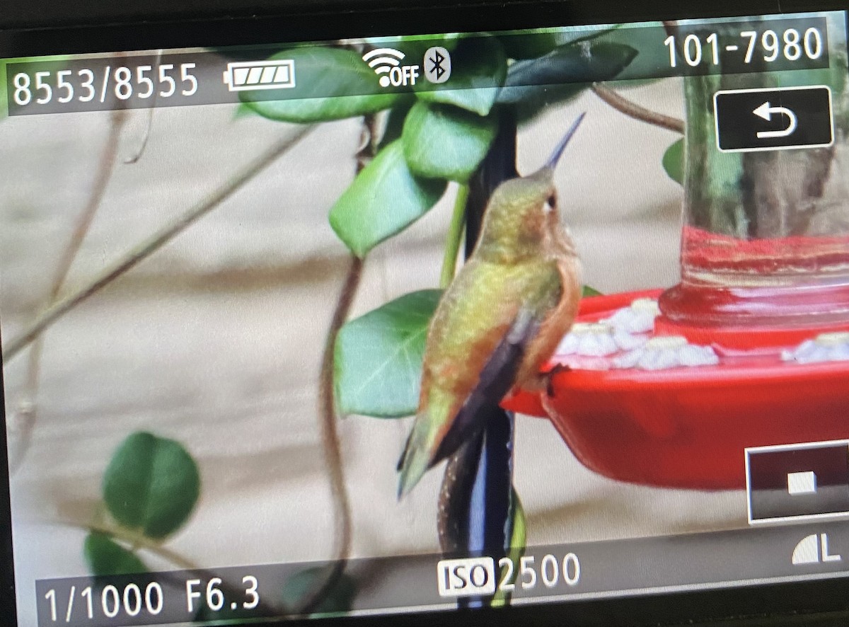 Rufous/Allen's Hummingbird - ML646123678
