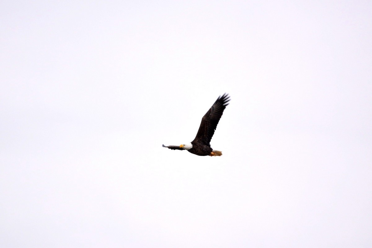 Bald Eagle - ML646123679