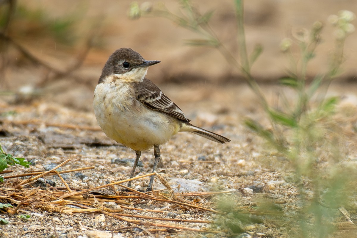 西方黃鶺鴒 - ML646123680