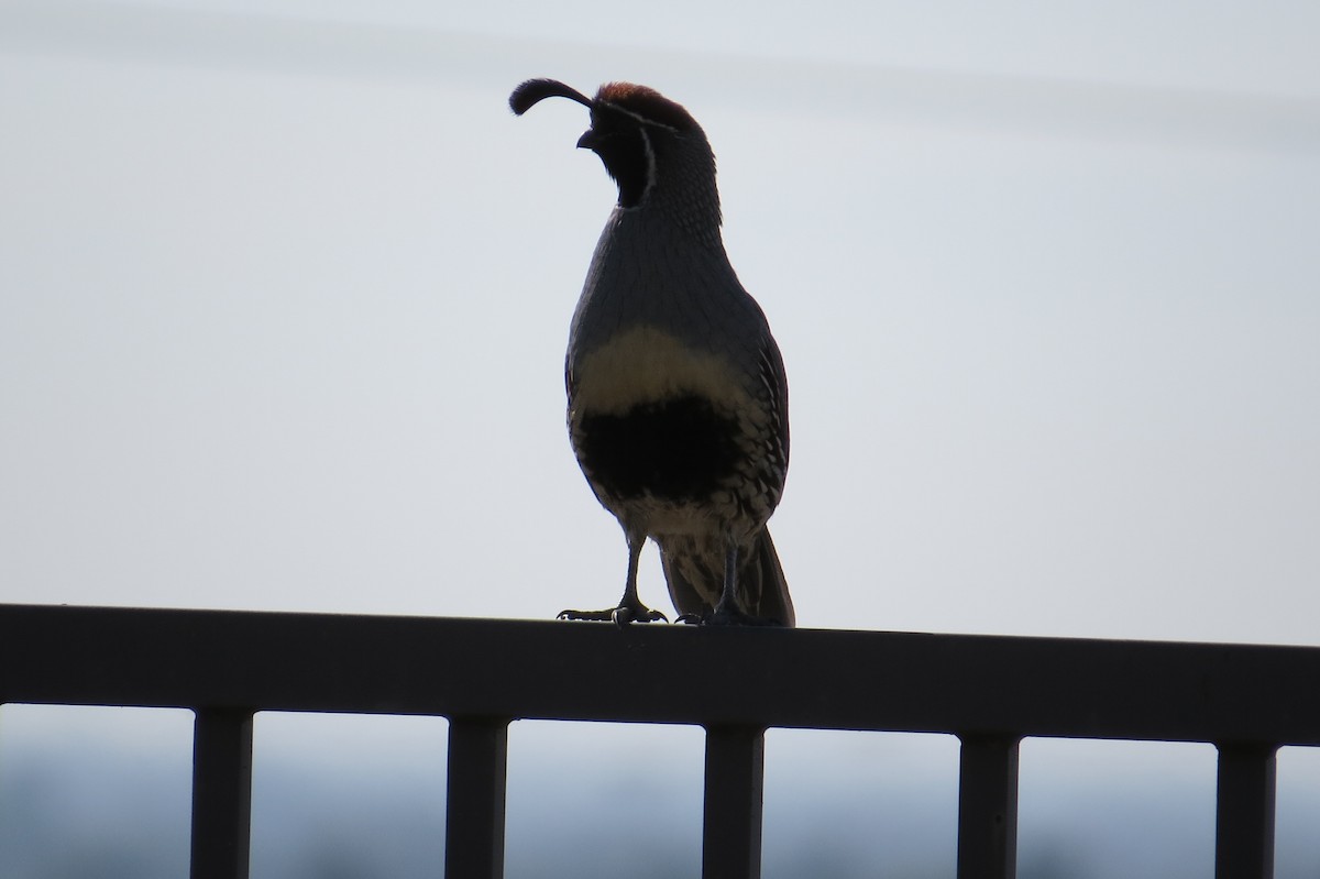 Gambel's Quail - ML646123681