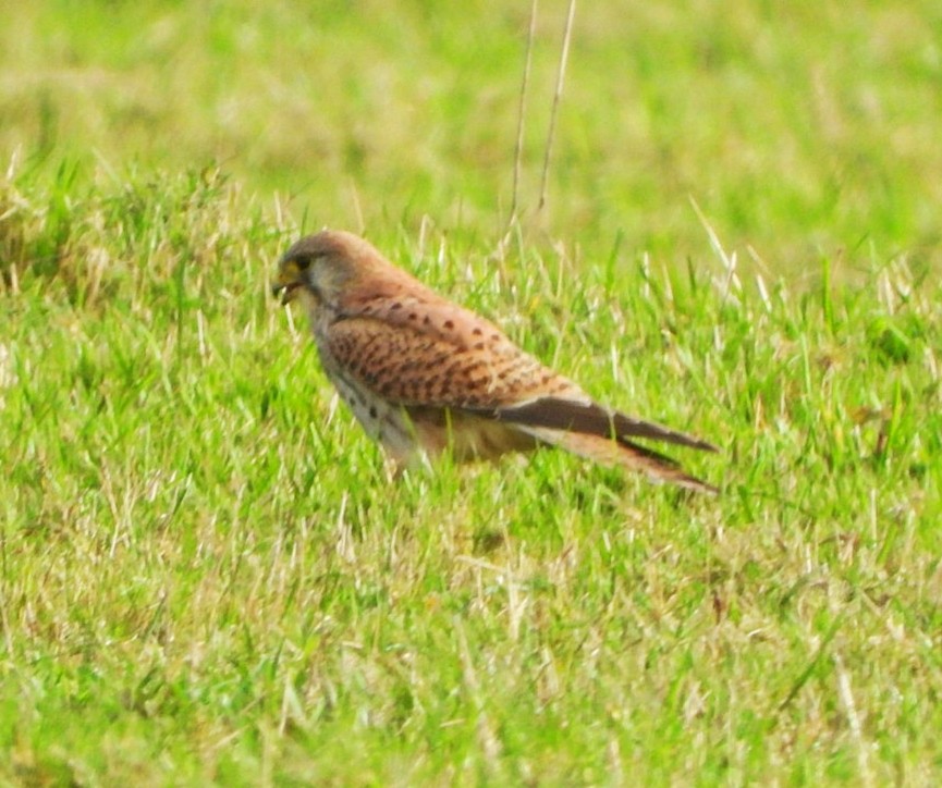 Eurasian Kestrel - ML646123683