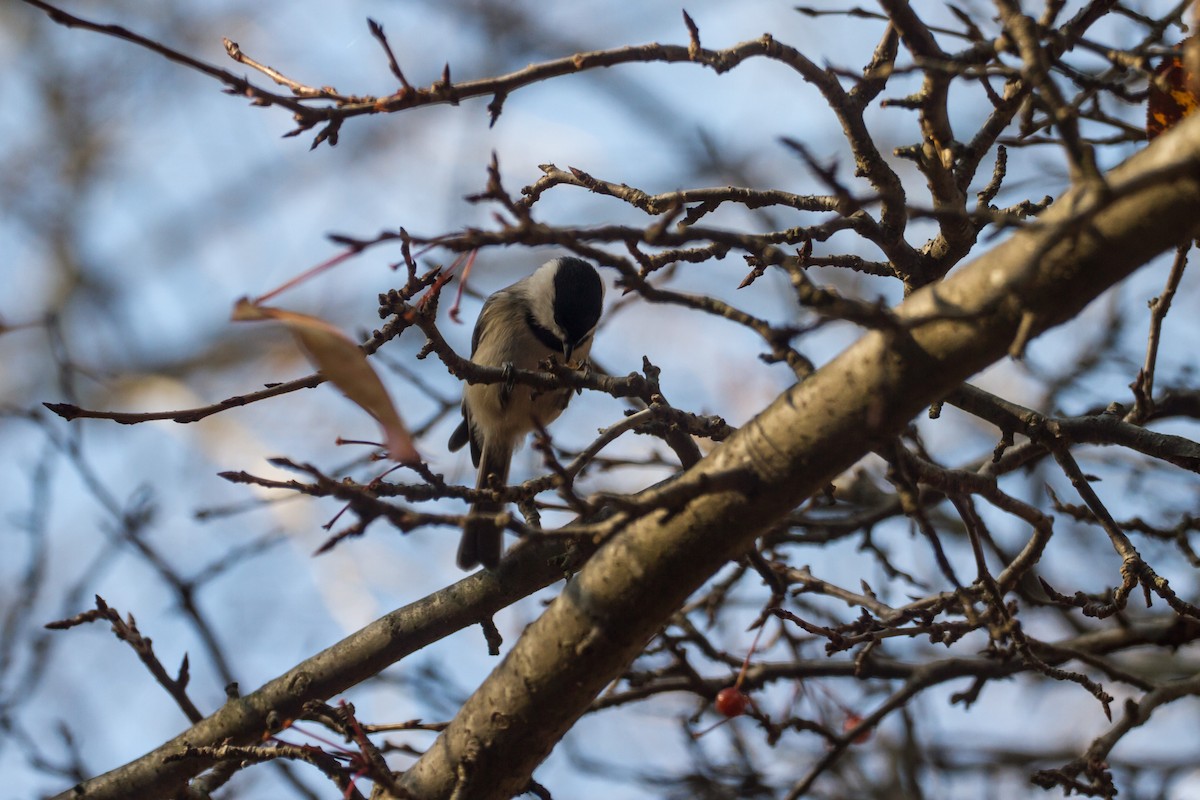 Carolina Chickadee - ML646123684