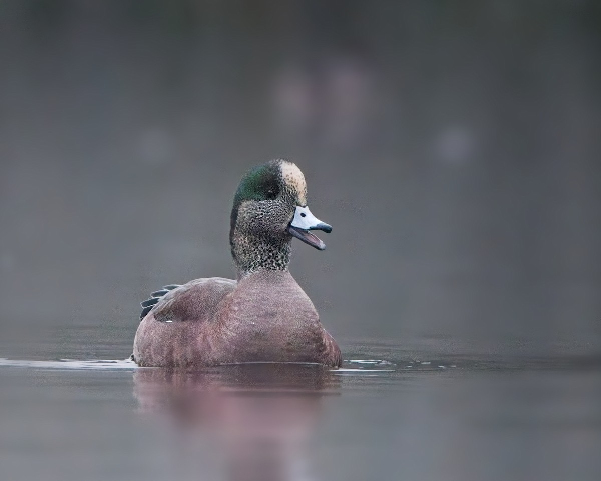 American Wigeon - ML646123685