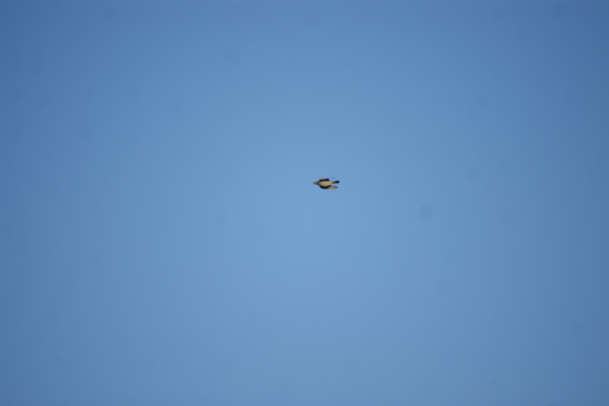 Rock Pigeon (Feral Pigeon) - ML646123686