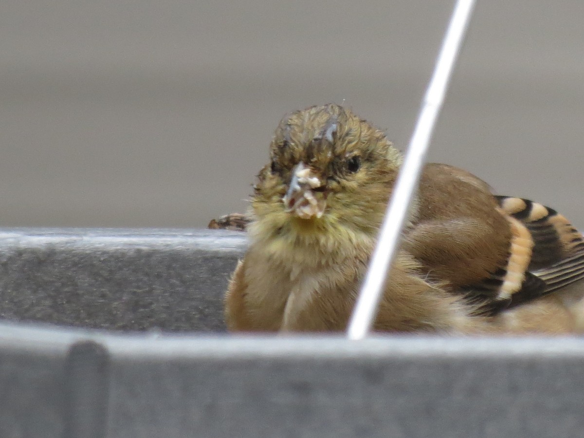 American Goldfinch - ML646123687