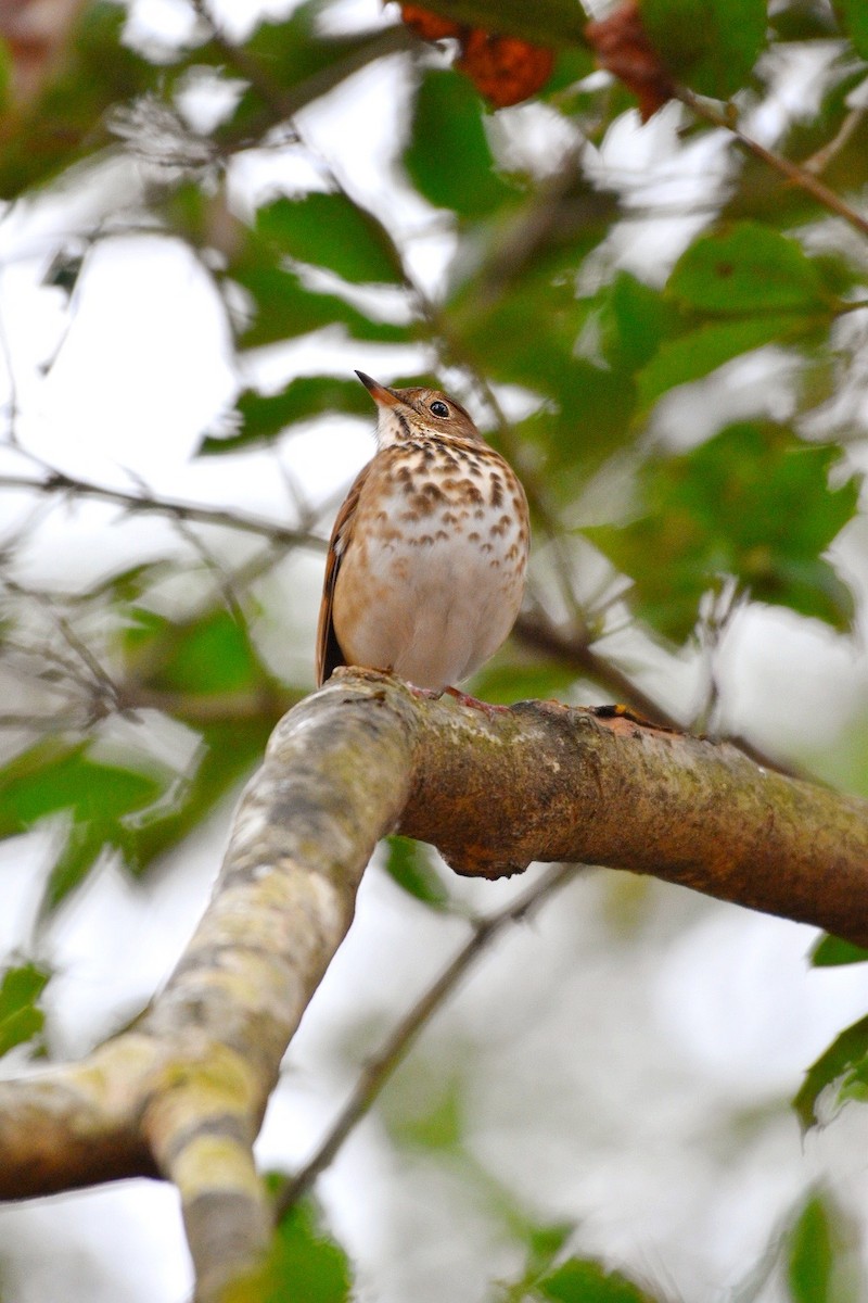 Hermit Thrush - ML646123688