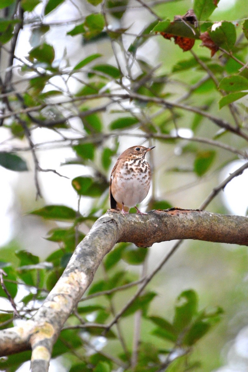 Hermit Thrush - ML646123689