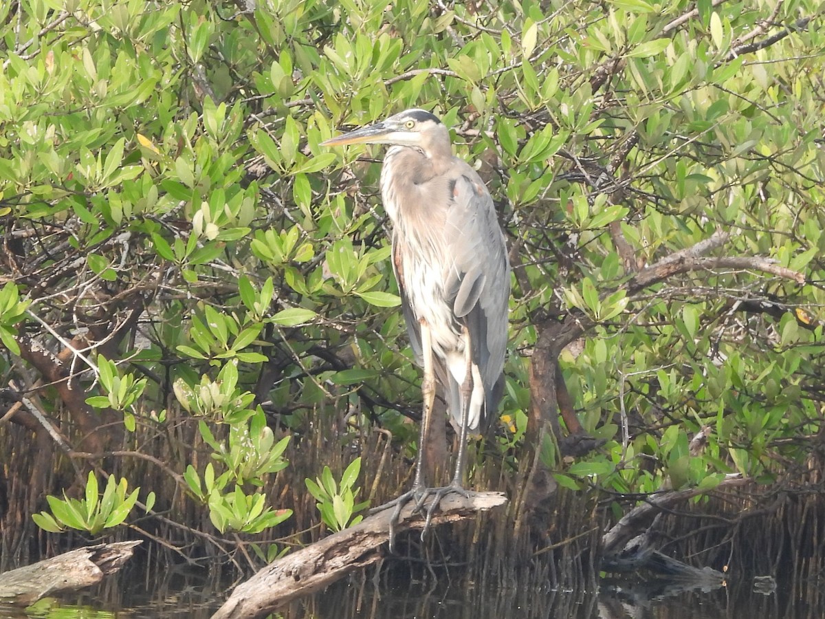Great Blue Heron - ML646123690